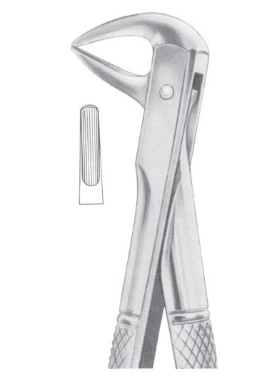 Fig. 137 lower incisors and roots 